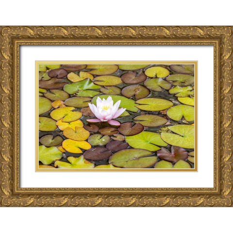 Usa-Oregon-Coos Bay Shore Acres State Park Gold Ornate Wood Framed Art Print with Double Matting by Looney, Hollice