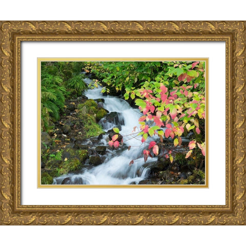 OR-Columbia River Gorge National Scenic Area-Wahkeena Creek Gold Ornate Wood Framed Art Print with Double Matting by Wild, Jamie and Judy