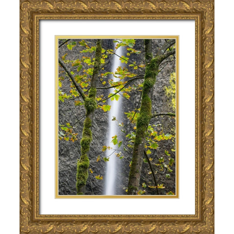 Oregon-Columbia River Gorge National Scenic Area-Latourell Falls and Big Leaf Maple trees Gold Ornate Wood Framed Art Print with Double Matting by Wild, Jamie and Judy