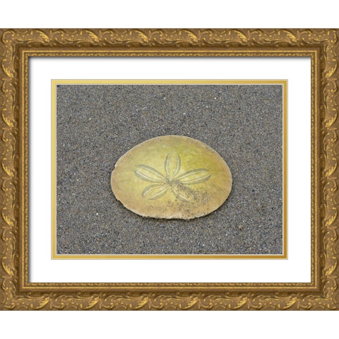 Oregon-Ecola State Park-Indian Beach Sand dollar Gold Ornate Wood Framed Art Print with Double Matting by Wild, Jamie and Judy