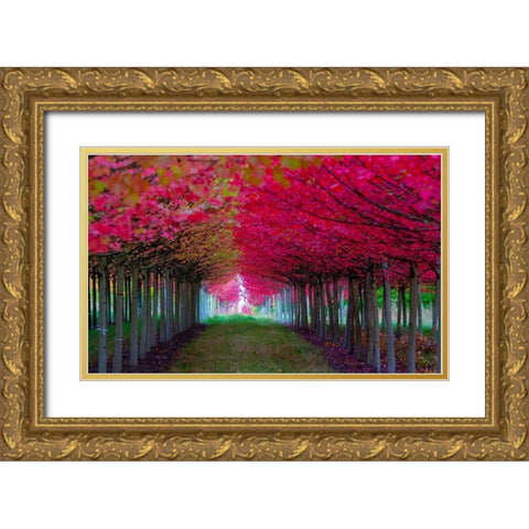 Oregon-Forest Grove A grove of trees in full autumn red Gold Ornate Wood Framed Art Print with Double Matting by Duval, Richard