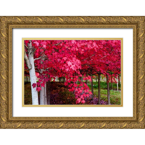 Oregon-Forest Grove A grove of trees in full autumn red Gold Ornate Wood Framed Art Print with Double Matting by Duval, Richard