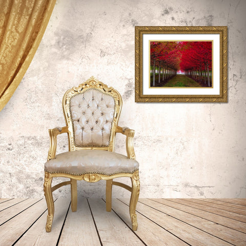 Oregon-Forest Grove A grove of trees in full autumn red Gold Ornate Wood Framed Art Print with Double Matting by Duval, Richard