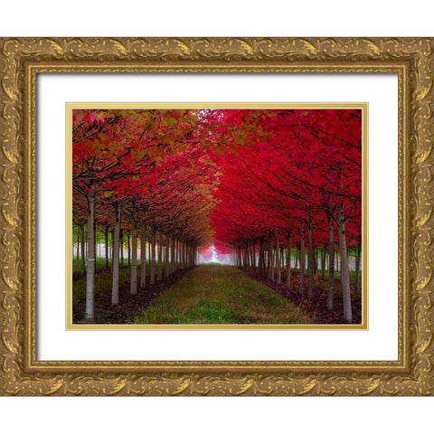 Oregon-Forest Grove A grove of trees in full autumn red Gold Ornate Wood Framed Art Print with Double Matting by Duval, Richard