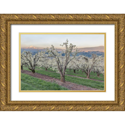 Oregon-Hood River Cherry orchard and Mt Hood Gold Ornate Wood Framed Art Print with Double Matting by Tilley, Rob