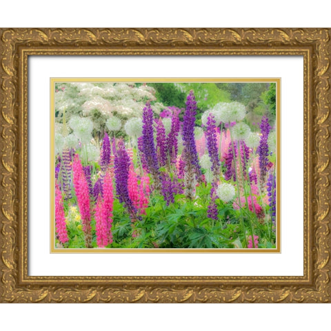 Oregon-Salem-Garden planted with Russel Lupine and Allum Gold Ornate Wood Framed Art Print with Double Matting by Gulin, Sylvia