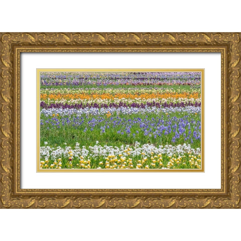 Oregon-Salem Bearded Iris grown in field Gold Ornate Wood Framed Art Print with Double Matting by Gulin, Sylvia