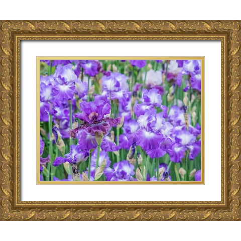 Oregon-Salem-Bearded Iris springtime bloom Gold Ornate Wood Framed Art Print with Double Matting by Gulin, Sylvia