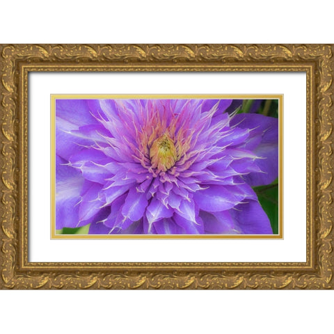 Oregon-Salem close-up of purple blooming Clematis flower Gold Ornate Wood Framed Art Print with Double Matting by Gulin, Sylvia