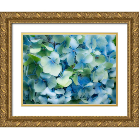 Oregon-Cannon Beach-Northwest Hydrangea blossom Gold Ornate Wood Framed Art Print with Double Matting by Gulin, Sylvia