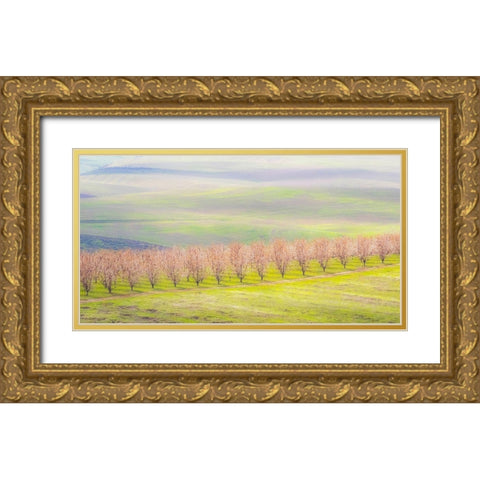 Oregon-The Dalles-Orchard just south of The Dalles cherry trees Gold Ornate Wood Framed Art Print with Double Matting by Gulin, Sylvia