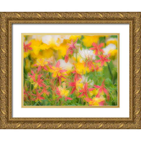 Oregon-Salem-Columbine in display garden Gold Ornate Wood Framed Art Print with Double Matting by Gulin, Sylvia