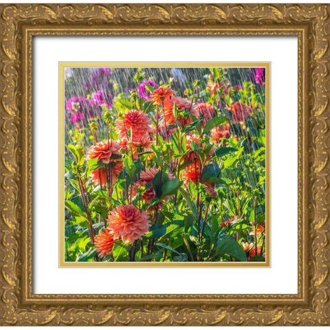 Oregon-Canby-Swam Island Dahlias-water coming down on flowers Gold Ornate Wood Framed Art Print with Double Matting by Gulin, Sylvia
