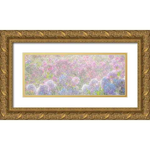 Oregon-Canby-Swam Island Dahlias-water coming down on flowers Gold Ornate Wood Framed Art Print with Double Matting by Gulin, Sylvia