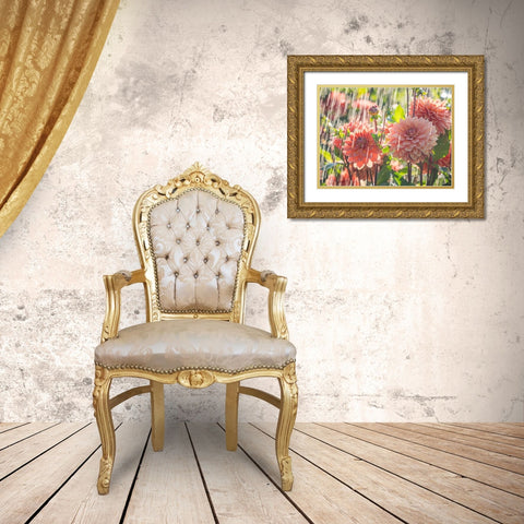 Oregon-Canby-Swam Island Dahlias-water coming down on flowers Gold Ornate Wood Framed Art Print with Double Matting by Gulin, Sylvia
