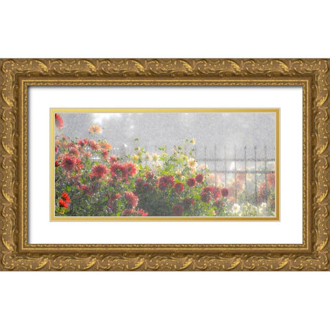 Oregon-Canby-Swam Island Dahlias-water coming down on flowers Gold Ornate Wood Framed Art Print with Double Matting by Gulin, Sylvia