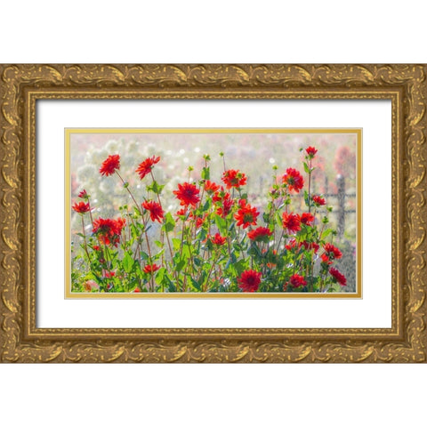 Oregon-Canby-Swam Island Dahlias-water coming down on flowers Gold Ornate Wood Framed Art Print with Double Matting by Gulin, Sylvia