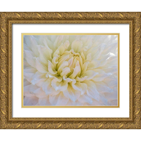Oregon-Canby-Swam Island Dahlias-Dahlia flower close-ups Gold Ornate Wood Framed Art Print with Double Matting by Gulin, Sylvia