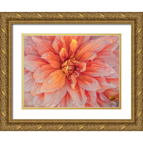 Oregon-Canby-Swam Island Dahlias-Dahlia flower close-ups Gold Ornate Wood Framed Art Print with Double Matting by Gulin, Sylvia