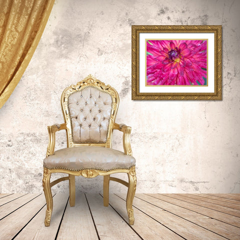 Oregon-Canby-Swam Island Dahlias-Dahlia flower close-ups Gold Ornate Wood Framed Art Print with Double Matting by Gulin, Sylvia