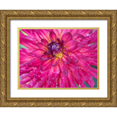 Oregon-Canby-Swam Island Dahlias-Dahlia flower close-ups Gold Ornate Wood Framed Art Print with Double Matting by Gulin, Sylvia