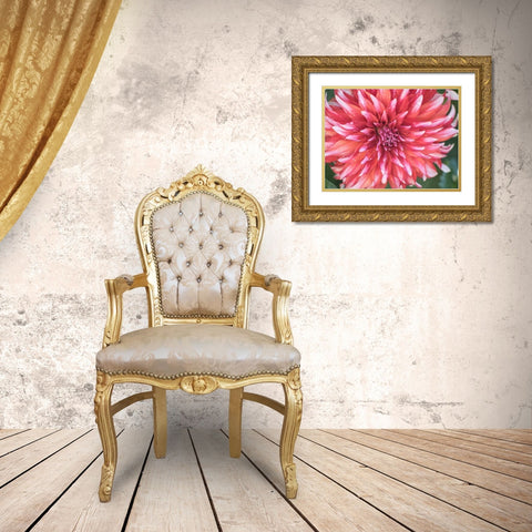 Oregon-Canby-Swam Island Dahlias-Dahlia flower close-ups Gold Ornate Wood Framed Art Print with Double Matting by Gulin, Sylvia
