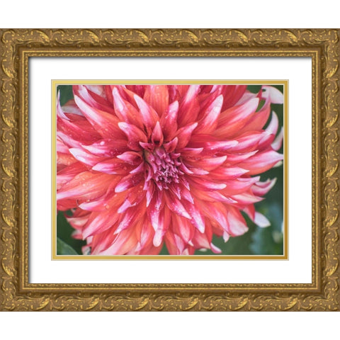 Oregon-Canby-Swam Island Dahlias-Dahlia flower close-ups Gold Ornate Wood Framed Art Print with Double Matting by Gulin, Sylvia