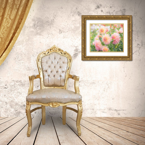 Oregon-Canby-Swam Island Dahlias-Dahlia flower garden in full color Gold Ornate Wood Framed Art Print with Double Matting by Gulin, Sylvia