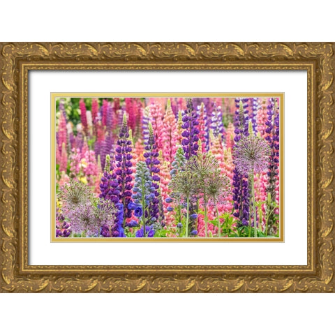 Oregon-Salem-colorful garden with Russell Lupine and Allium in full bloom Gold Ornate Wood Framed Art Print with Double Matting by Gulin, Sylvia