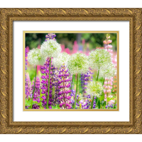 Oregon-Salem-colorful garden with Russell Lupine and Allium in full bloom Gold Ornate Wood Framed Art Print with Double Matting by Gulin, Sylvia