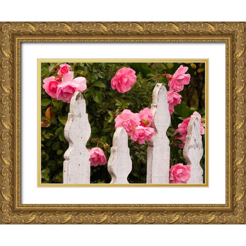 Oregon-Cannon Beach with gardens and white picket fences and pink roses Gold Ornate Wood Framed Art Print with Double Matting by Gulin, Sylvia