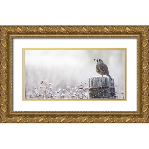 Oregon-Eugene-mornings frost fence post and California Quail Gold Ornate Wood Framed Art Print with Double Matting by Gulin, Sylvia