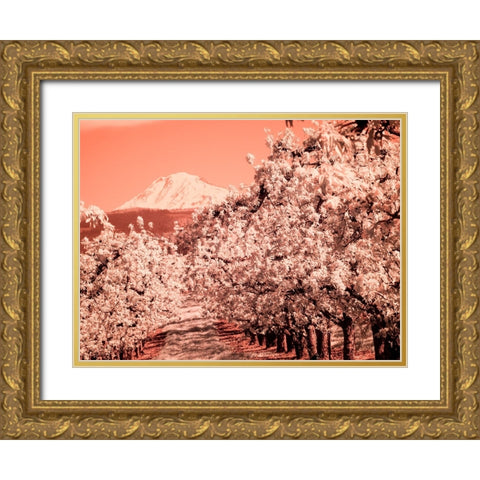 USA-Oregon-Columbia Gorge Infrared of Spring orchards and Mount Rainier Gold Ornate Wood Framed Art Print with Double Matting by Eggers, Terry