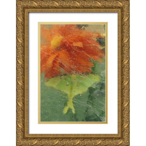 PA, Luna moth on orange dahlia behind glass Gold Ornate Wood Framed Art Print with Double Matting by Rotenberg, Nancy