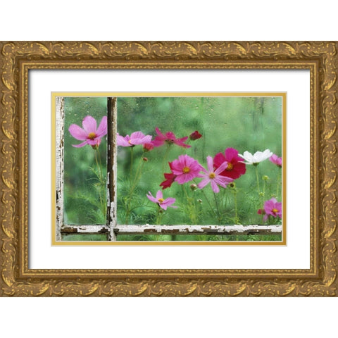 USA, Pennsylvania, Cosmos in Rainy Window Gold Ornate Wood Framed Art Print with Double Matting by Rotenberg, Nancy