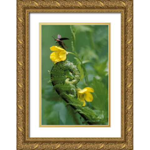 PA, Lightning bug taking flight atop buttercup Gold Ornate Wood Framed Art Print with Double Matting by Rotenberg, Nancy