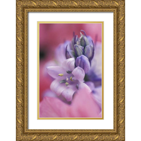 USA, Pennsylvania, Hyacinth close-up Gold Ornate Wood Framed Art Print with Double Matting by Rotenberg, Nancy