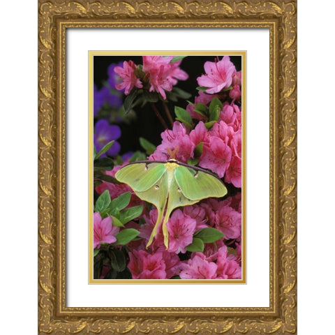 USA, Pennsylvania, Luna moth on pink azaleas Gold Ornate Wood Framed Art Print with Double Matting by Rotenberg, Nancy