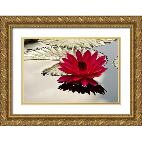 PA, Philadelphia Water lily on garden pond Gold Ornate Wood Framed Art Print with Double Matting by OBrien, Jay