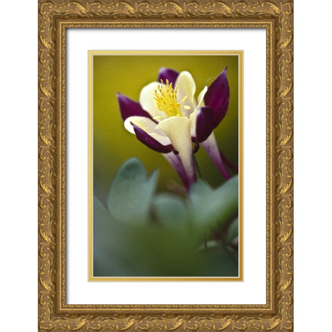 PA, Philadelphia Columbine at the Nature Center Gold Ornate Wood Framed Art Print with Double Matting by OBrien, Jay