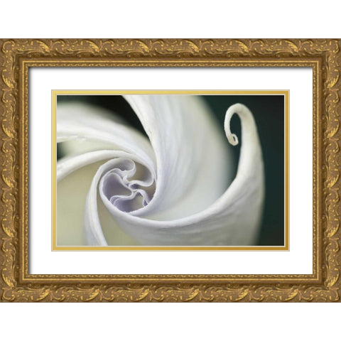 USA, Pennsylvania Datura flower close-up Gold Ornate Wood Framed Art Print with Double Matting by Rotenberg, Nancy