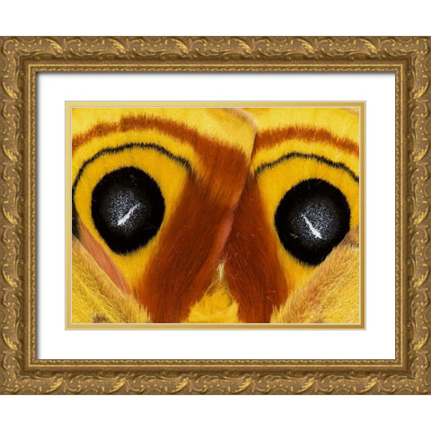 Pennsylvania Close-up of saturnia moth wings Gold Ornate Wood Framed Art Print with Double Matting by Rotenberg, Nancy