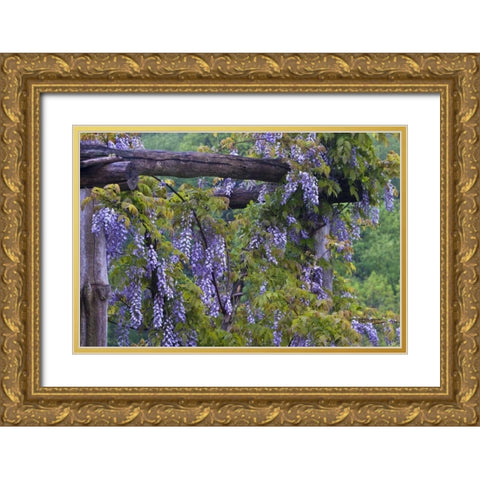 PA, Purple wisteria flowers on wooden trellis Gold Ornate Wood Framed Art Print with Double Matting by Rotenberg, Nancy