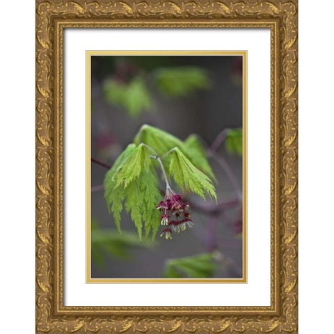 Pennsylvania Maple leaf opening in springtime Gold Ornate Wood Framed Art Print with Double Matting by Rotenberg, Nancy