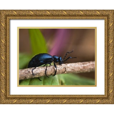 PA, Spring beetle crawling on limb with trillium Gold Ornate Wood Framed Art Print with Double Matting by Rotenberg, Nancy