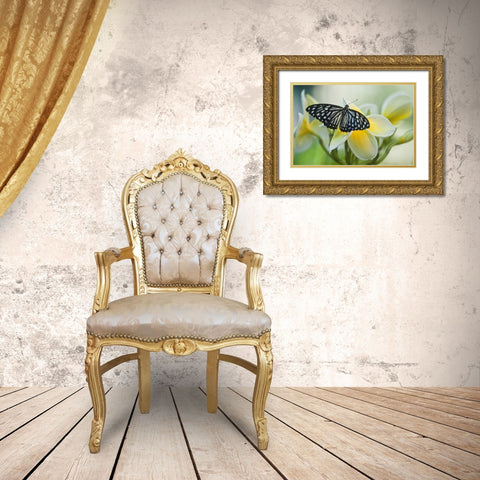 GA, Blue glassy tiger butterfly on flower Gold Ornate Wood Framed Art Print with Double Matting by Rotenberg, Nancy