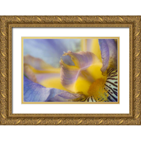 USA, Pennsylvania Macro of iris flower interior Gold Ornate Wood Framed Art Print with Double Matting by Rotenberg, Nancy