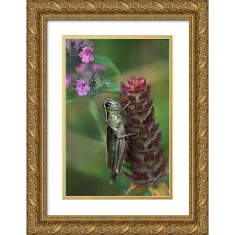 Pennsylvania Close-up of grasshopper on plant Gold Ornate Wood Framed Art Print with Double Matting by Rotenberg, Nancy
