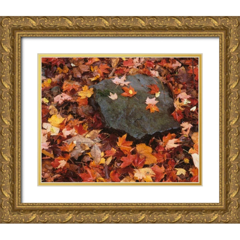 Pennsylvania Forest floor in Worlds End SP Gold Ornate Wood Framed Art Print with Double Matting by Flaherty, Dennis