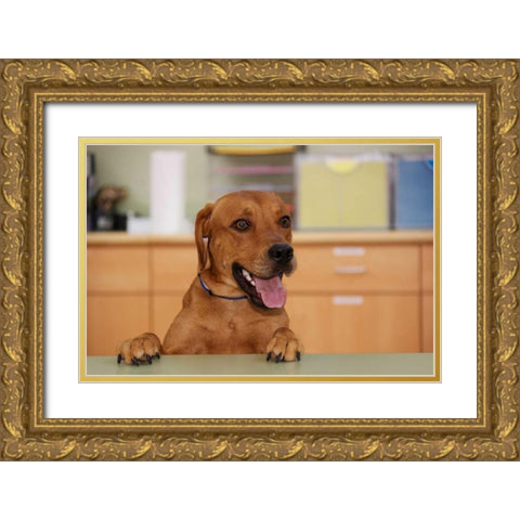 USA, Pennsylvania, Erie Humane Society dog Gold Ornate Wood Framed Art Print with Double Matting by Anon, Ellen